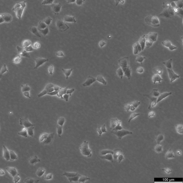 U-343 MG Cells
