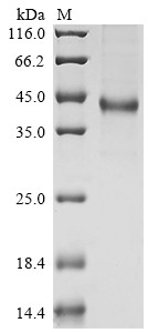 Insulin growth factor-like family member 1 (IGFL1), human, recombinant