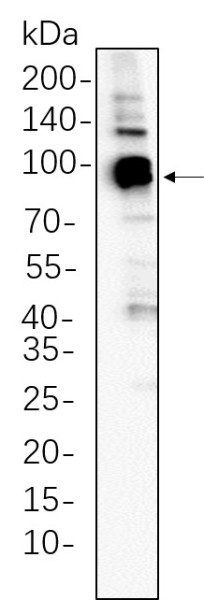 Anti-Recombinant STAT5A, clone 11A9