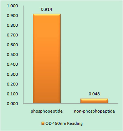 Anti-phospho-PC-PLD1 (Ser561)