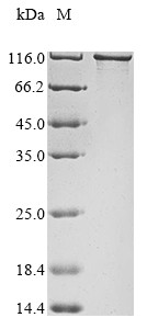 Ubiquitin carboxyl-terminal hydrolase MINDY-2 (Mindy2), mouse, recombinant