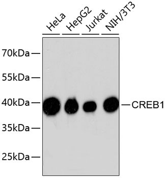 Anti-CREB1