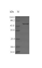 Serine racemase (SRR), human, recombinant