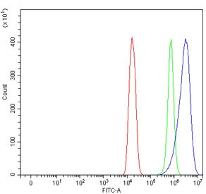 Anti-FXR2 / Fragile X mental retardation syndrome-related protein 2