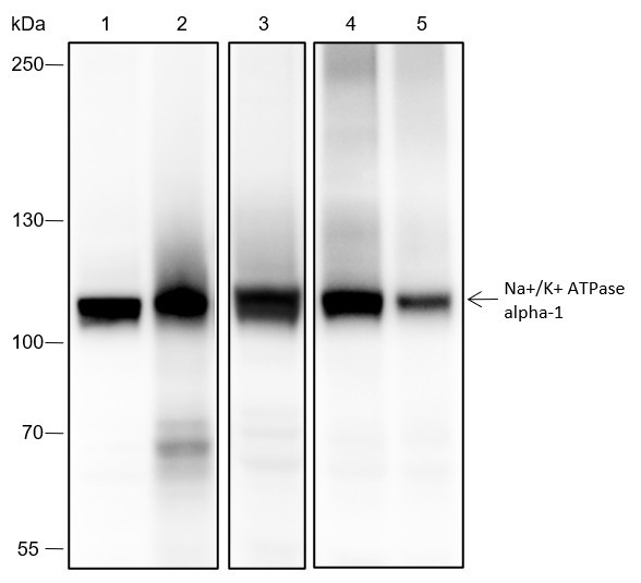 Anti-Recombinant Na+/K+ ATPase alpha-1, clone A420