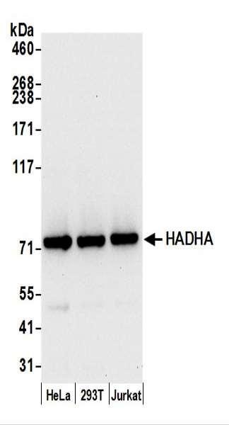Anti-HADHA