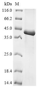 Gamma-hordein-3, Hordeum vulgare, recombinant