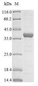 Interferon-inducible double stranded RNA-dependent protein kinase activator A (PRKRA), bovine, recom