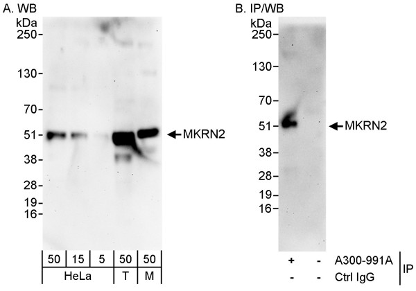 Anti-MKRN2