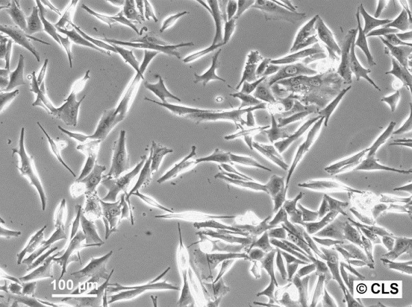 NIS-G Cells