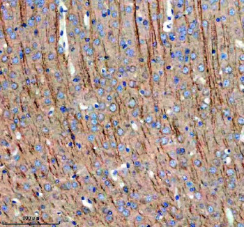 Anti-MAP1B / Microtubule-associated protein 1B