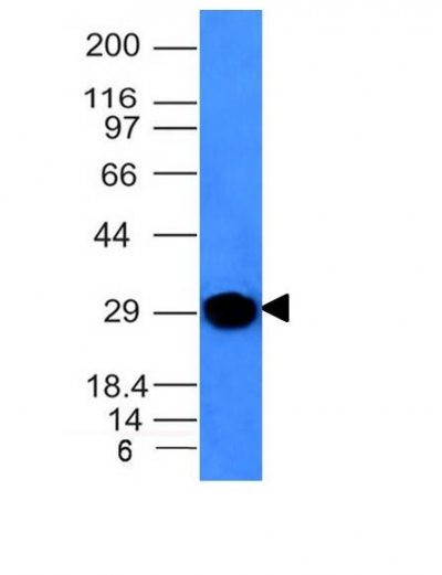 Anti-Kappa Light Chain(KLC264), 1mg/mL