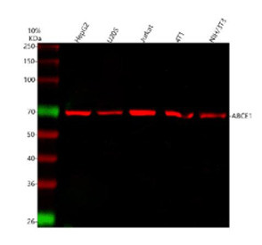 Anti-ABCE1 / ATP-binding cassette sub-family E member 1