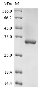 Alpha-S1-casein (CSN1S1), human, recombinant