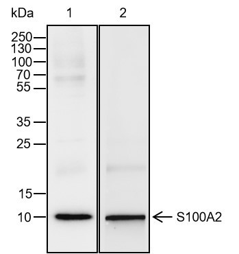 Anti-Recombinant S100A2, clone A116