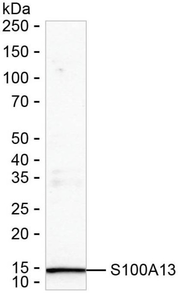 Anti-S100A13