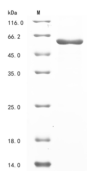 Tubulin beta-2A chain (TUBB2A), human, recombinant