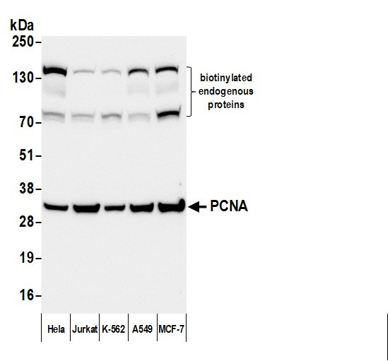 Anti-Mouse IgG-F(ab')2 Fragment cross-adsorbed, Biotin conjugated