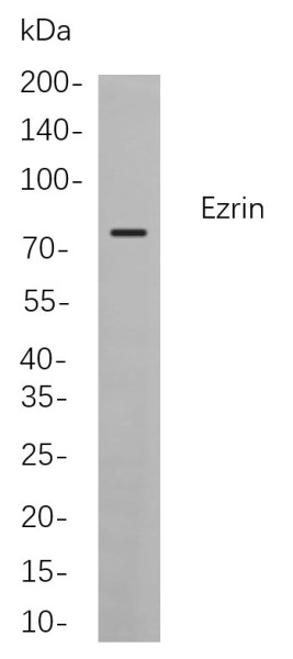 Anti-Recombinant Ezrin, clone 5C1