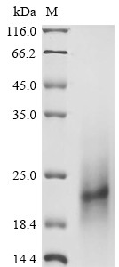 Proteoglycan 4 (PRG4), partial, human, recombinant
