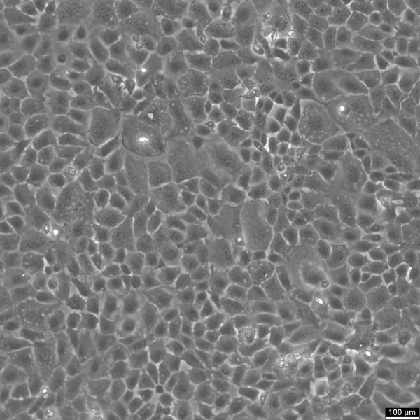 NRK-52E Cells