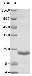 BlaNDM-1 (NDM-1), partial, Acinetobacter baumannii, recombinant