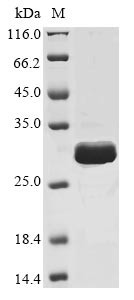 Sclerostin (Sost), mouse, recombinant