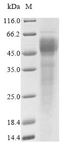 Fc receptor-like protein 6 (FCRL6), partial, human, recombinant