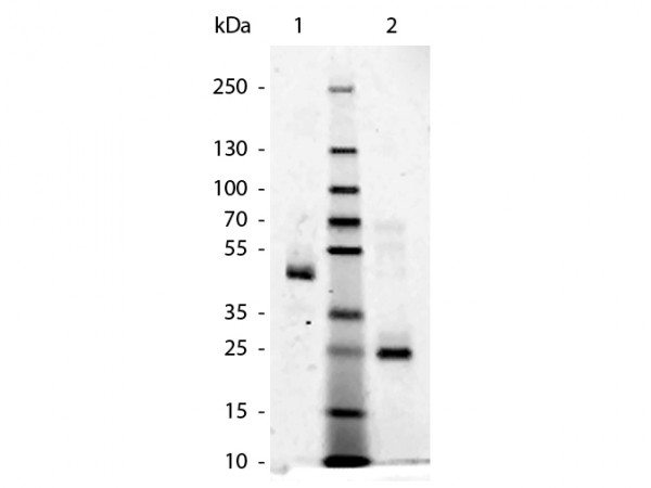 Human IgG Fab Fragment