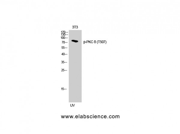 Anti-Phospho-PKC delta (Thr507)