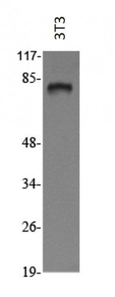 Anti-ADD3 / gamma Adducin