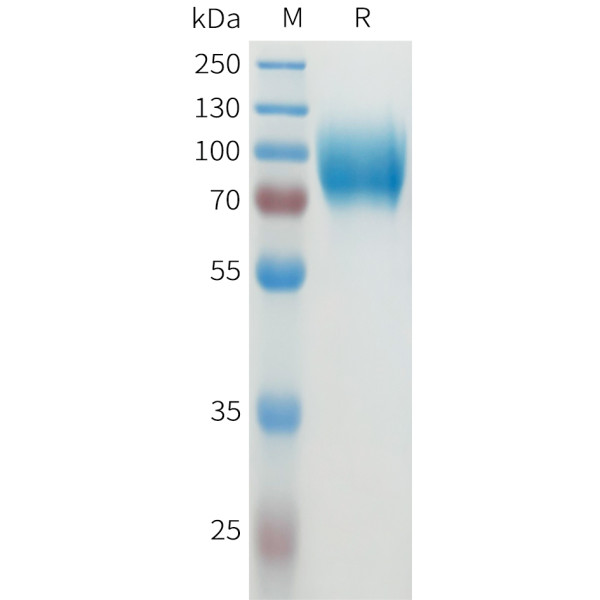 Human CEACAM8 Protein, hFc Tag