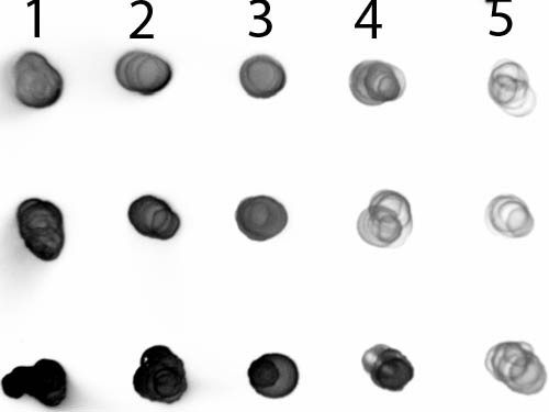 Anti-Human IgG IgA IgM (H&amp;L) [Goat] Alkaline Phosphatase conjugated