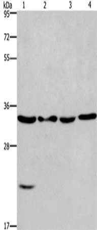 Anti-BIRC7