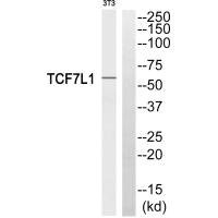Anti-TCF7L1