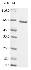 B3 domain-containing transcription factor LEC2-like (LOC107913963), partial, Gossypium hirsutum, rec