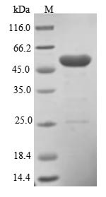 Pleckstrin homology-like domain family A member 1 (PHLDA1), human, recombinant
