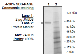 JMJD6, human recombinant protein, N-terminal GST tag