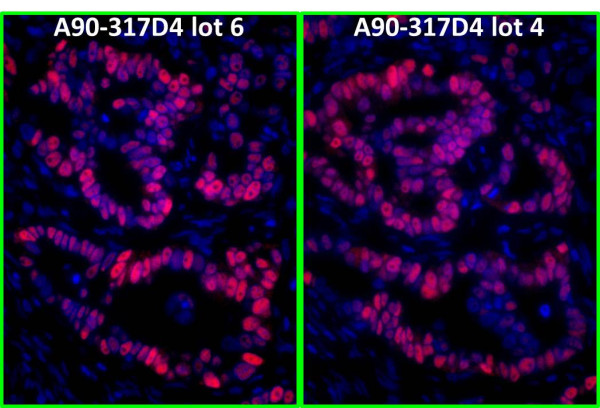 Anti-Mouse IgG-heavy and light chain cross-adsorbed, DyLight(R) 594 conjugated