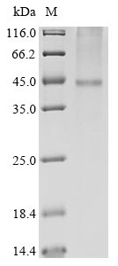 Potassium channel subfamily K member 9 (KCNK9), human, recombinant