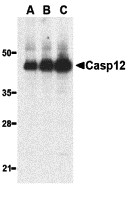 Anti-Caspase-12