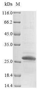 Sclerostin domain-containing protein 1 (Sostdc1), mouse, recombinant