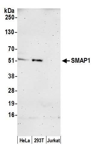 Anti-SMAP1