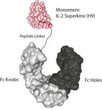 IL-2 Superkine (monomeric):Fc-KIH (human) (rec.)