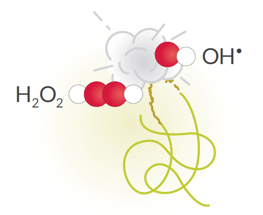 Cayman-Protein-Damage