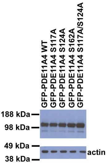 Anti-PDE11A