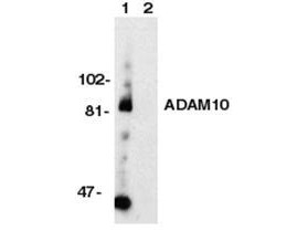 Anti-ADAM10 (Kuzbanian, KUZ, MADM, a Disintegrin and Metalloprotease)