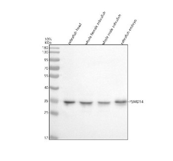 Anti-Zebrafish Psmd14 / 26S proteasome non-ATPase regulatory subunit 14