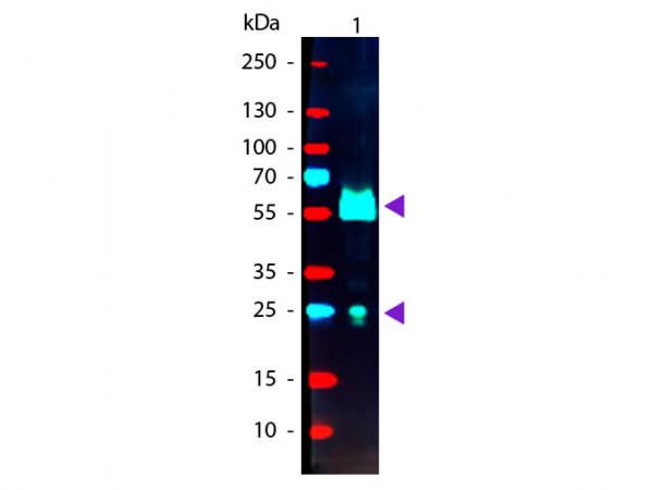 Anti-Goat IgG (H&amp;L) [Donkey] (Min X Ch GP Ham Hs Ms Rb &amp; Rt serum proteins), Phycoerythrin conjugate
