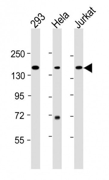 Anti-BRD4